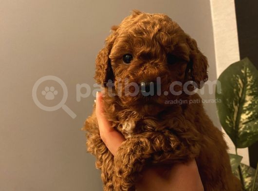 Çocuklarınıza En İyi Arkadaş Poodle Bebekler görsel