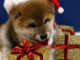A Kalite Shiba İnu Anne Baba Japonya Dan Secereli