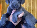 Blue Cane Corso Yavrularımız