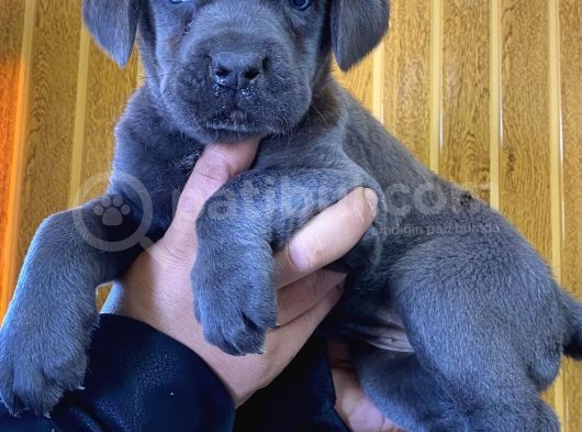Blue Cane Corso Yavrularımız görsel