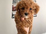 Mükemmel Kali̇tede Poodle Bebekler