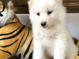 Kar beyaz samoyed bebeklerimizi