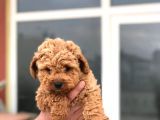 Poodle Yavrularımız