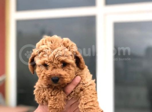 Poodle Yavrularımız