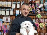 Teacup Maltes Terrier Yavrularımız