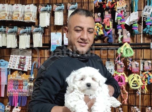 Teacup Maltes Terrier Yavrularımız görsel