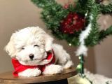 Maltesse Terrier Cinsi Güzel Yavrular
