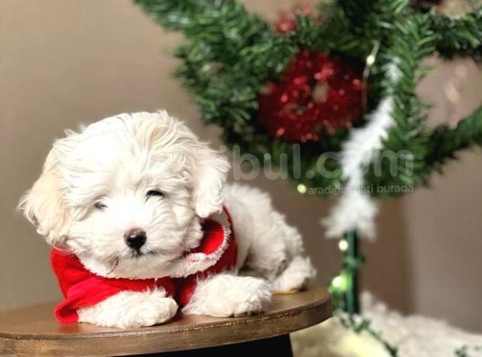 Maltesse Terrier Cinsi Güzel Yavrular