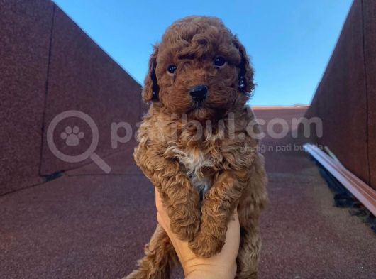 Red Brown Toy Poodle Yavrular