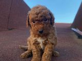 Red Brown Toy Poodle Yavrular