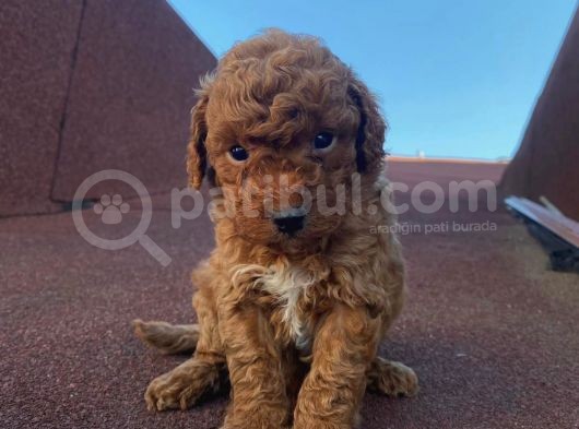 Red Brown Toy Poodle Yavrular görsel