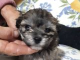 Morkie Cinsi Yavrular 