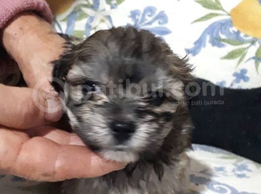 Morkie Cinsi Yavrular 