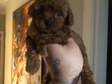 Dark Red Brown Toy Poodle Yavrular