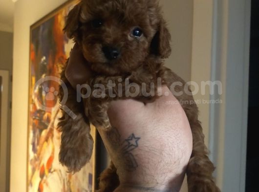 Dark Red Brown Toy Poodle Yavrular görsel
