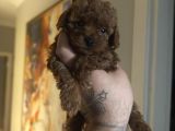 Dark Red Brown Toy Poodle Yavrular