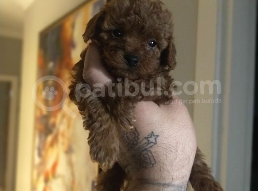 Dark Red Brown Toy Poodle Yavrular