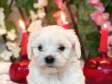 Si̇fi̇r Numara Maltese Teri̇er
