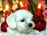Si̇fi̇r Numara Maltese Teri̇er