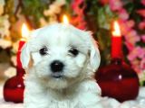 Si̇fi̇r Numara Maltese Teri̇er