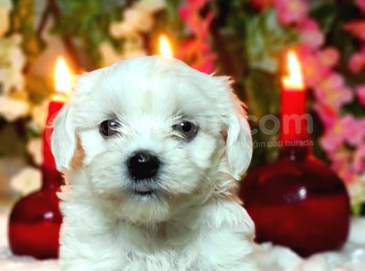 Si̇fi̇r Numara Maltese Teri̇er görsel