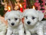 Si̇fi̇r Numara Maltese Teri̇er