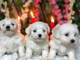 Si̇fi̇r Numara Maltese Teri̇er