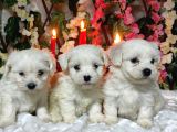 Si̇fi̇r Numara Maltese Teri̇er