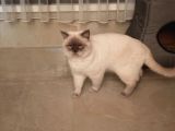 Safkan British Shothair Blue Point