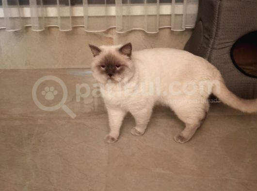 Safkan British Shothair Blue Point görsel