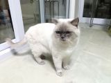 Safkan British Shothair Blue Point