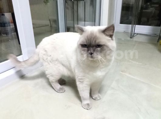 Safkan British Shothair Blue Point görsel