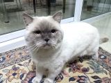 Safkan British Shothair Blue Point