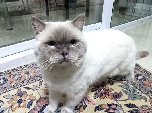 Safkan British Shothair Blue Point