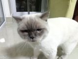 Safkan British Shothair Blue Point
