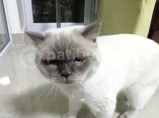 Safkan British Shothair Blue Point görsel