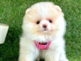 Safkan Pomeranian Boo Yavrularımız