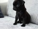 Parlak Tüy Yapili Si̇yah Pug Yavrulari
