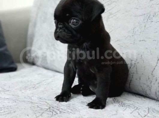 Parlak Tüy Yapili Si̇yah Pug Yavrulari görsel