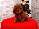 Orjinal Toy Poodle Yavrular