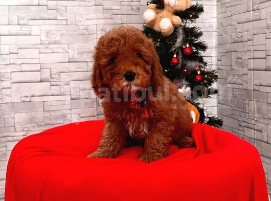Orjinal Toy Poodle Yavrular görsel