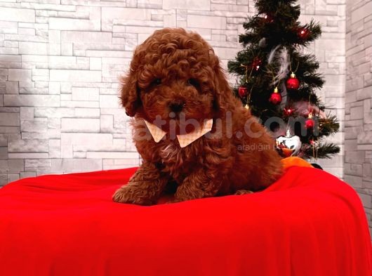 Safkan Toy Poodle Yavrular görsel