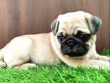 Etki̇leyeci̇ Yüz Yapili Pug Yavrulari