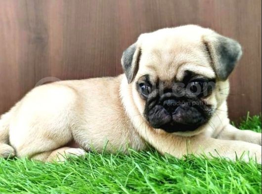 Etki̇leyeci̇ Yüz Yapili Pug Yavrulari