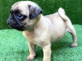 Üreti̇mden Safkan Pug Mops Yavrulari