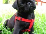 Göz Kamaştirici Pug Yavrulari