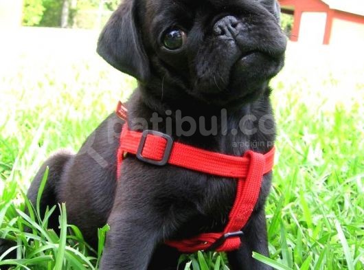 Göz Kamaştirici Pug Yavrulari