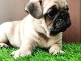 Etki̇leyeci̇ Yüz Yapili Pug Yavrulari
