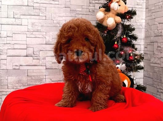 Orjinal Toy Poodle Yavrular görsel