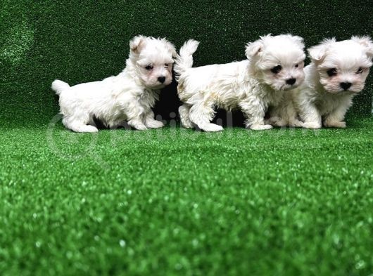 Maltese Terri̇er Yavrusu görsel